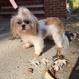 Shih Tzu puppies from Diamond Paws LLC