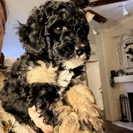 Canyon - Tri-color male Bernedoodle puppy in Grandview, Texas from Big Sky Bernedoodles