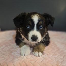 Holy Rolly - Black tri female Miniature Australian Shepherd puppy in Owensboro, Kentucky from JnT's Bluegrass Mini Aussies