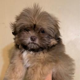 Rocky - Liver male Shih Tzu puppy in Clifton, Texas from 5Z Shih Tzu Squad