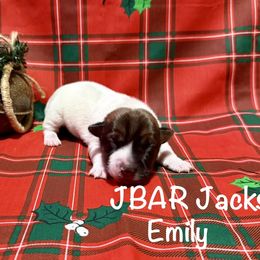 Emily - Tri-color female Jack Russell Terrier puppy in Bedias, Texas from JBar Jacks