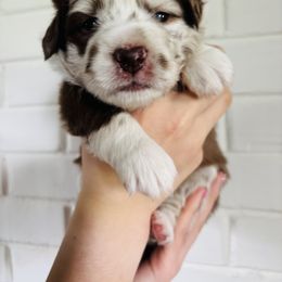 Miniature Australian Shepherd Puppies from Plett Pups
