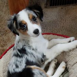 Miniature Australian Shepherds and Toy Australian Shepherds from Triple Ten Aussies