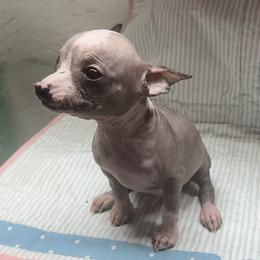 Obi - Slate male Chinese Crested puppy in Henderson, Kentucky from Western Kentucky Chihuahua’s and Chinese Crested’s