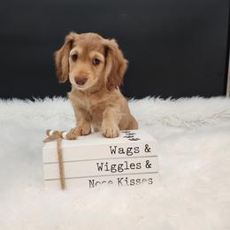 Coco - Chocolate and cream female Dachshund puppy in Smallett, Missouri from Doxie Holler