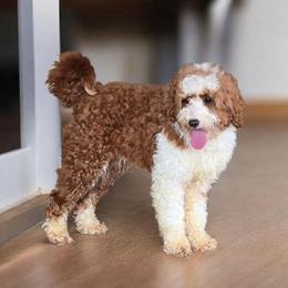 Jaxx - Goldendoodle