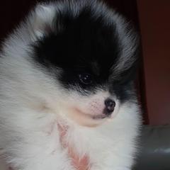 Tiny AKC Madison black tan part - Black and tan parti female Pomeranian puppy in Gloversville, New York from ADKPOM Adirondack Pomeranians