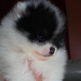 Tiny AKC Madison black tan part - Black and tan parti female Pomeranian puppy in Gloversville, New York from ADKPOM Adirondack Pomeranians