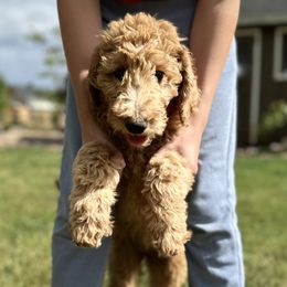 Cher - Red  Goldendoodle puppy in Brush Prairie, Washington from Emerald Hill Acres