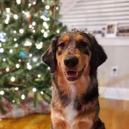 Australian Shepherds from Golden Aussies
