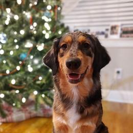 Australian Shepherds from Golden Aussies