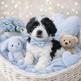 Jolly - Black and white male Shihpoo puppy in Hertford, North Carolina from Heaven Sent Shihpoo's