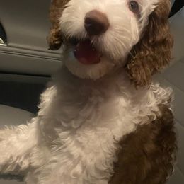 Australian Labradoodles and Goldendoodles from Happy Doodles Town