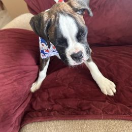 Pink - Brindle female Boxer puppy in Charleroi, Pennsylvania from KC’s Boxers