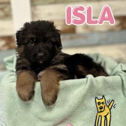 Isla - Black and red female German Shepherd puppy in Canton, Texas from WILDWOOD GERMAN SHEPHERDS