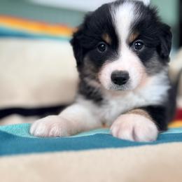 Tilton (full tail) - Black tri male Miniature American Shepherd puppy in Olympia, Washington from Shamayim Acres ~ Miniature American Shepherds