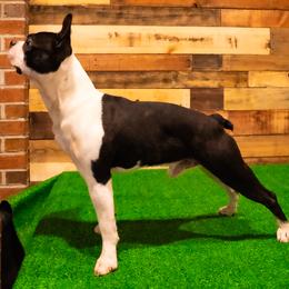 Deeks - Boston Terrier