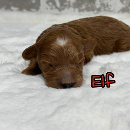 Elf - Red  male Goldendoodle puppy in Nortonville, Kentucky from Deb’s KY Doodles