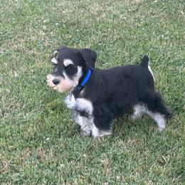 Bandit - Black and silver male Miniature Schnauzer puppy in Snowflake / Phoenix, Arizona from Snowflake Schnauzers