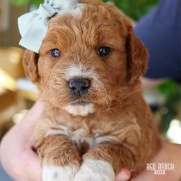 Monroe - Red  female Goldendoodle puppy in Salado, Texas from Red Ranch Dogs