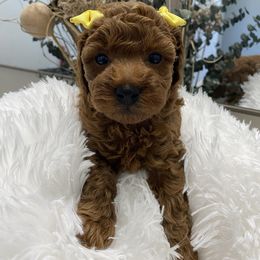 Female 2 - Red  female Poodle puppy in San Benito, Texas from Irene's Toy Poodles