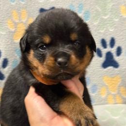 Boy 3 - Black and mahogany male Rottweiler puppy in Newfoundland, Pennsylvania from Poconopaws
