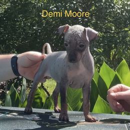 Demi Moore - Black tan and white American Hairless Terrier puppy in Cleveland, Texas from Poise Aussies & American Hairless Terriers