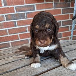 Butter fingers - Tri-color female Bernedoodle puppy in Arabi, Georgia from Huckadoodle Farm