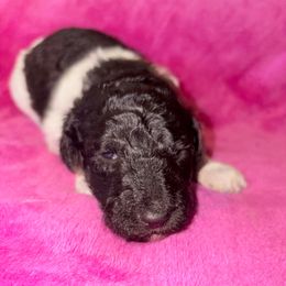 Chloe - Parti female Poodle puppy in Meadowbrook, California from Standard Poodle Pups