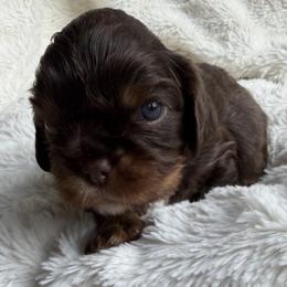 River - Chocolate male Cavalier King Charles Spaniel puppy in Auburn, Washington from Enchanted Cavaliers