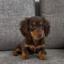 Sasha - Chocolate and tan female Dachshund puppy in Moreno Valley, California from rdachshunds