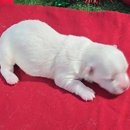 Noelle.Bell - White female Maltese puppy in Aurora, Missouri from KnJ Precious Paws LLC