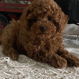 Cordova - Red  male Poodle puppy in Lagrange, Indiana from Heavn Sent Acres
