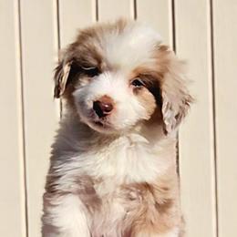 Pink collar girl - Red merle female Miniature American Shepherd puppy in Lexington, Kentucky from Deuce's Den