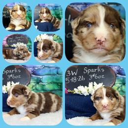 Sparks - Red merle male Australian Shepherd puppy in Levelland, Texas from Once Upon a Time Aussies