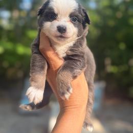 Dusty - Black tri male Toy Australian Shepherd puppy in Greensboro, North Carolina from Rambling L Toy& Mini Aussies