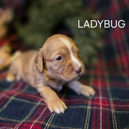 Ladybug - Cream female Cavapoo puppy in Lewisburg, Pennsylvania from Jessie's Puppies
