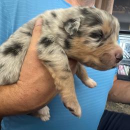 Merle - Red merle male Australian Shepherd puppy in Nezperce, Idaho from Willow Creek Farm