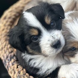 Cocoa - Black tri male Miniature Australian Shepherd puppy in Shingle Springs, California from Dream Dog Mini Aussies