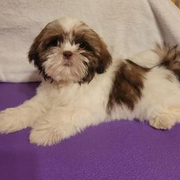 Kolton - Liver and white male Shih Tzu puppy in Parma, Ohio from D's DeVine Shih-Tzu