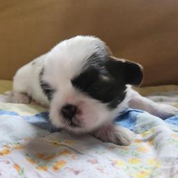 Chili - Brindle and white female Shih Tzu puppy in Wolcottville, Indiana from Ducky's Doodles