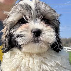 Milo - Black and white male Shichon puppy in Lititz, Pennsylvania from Painter Puppies