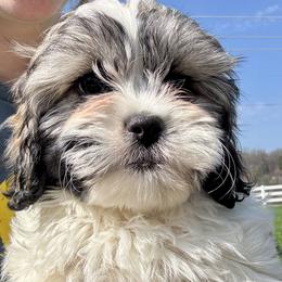 Milo - Black and white male Shichon puppy in Lititz, Pennsylvania from Painter Puppies