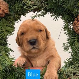 Blue - Dark golden male Golden Retriever puppy in Windsor, California from Copper Tail Golden Retrievers