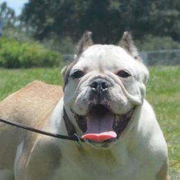 American Bulldogs, French Bulldogs, and Shorty Bulls from Bingham's Bulldogs LLC