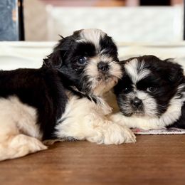 Great Pyrenees and Shih Tzu Puppies from Whiterock Farm at Dutch Creek