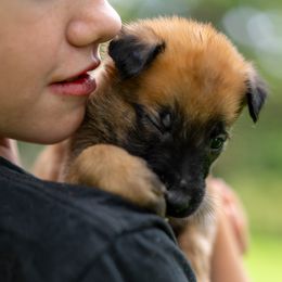 Maverick - Fawn male Belgian Malinois puppy in Lincoln, Nebraska from Nebraska K9