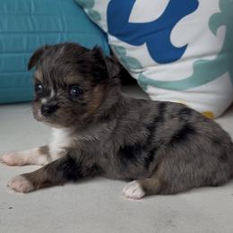 Chihuahua puppies from Moon Made Farm