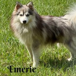 Emerie - Pomsky