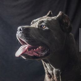 Eve - Cane Corso
